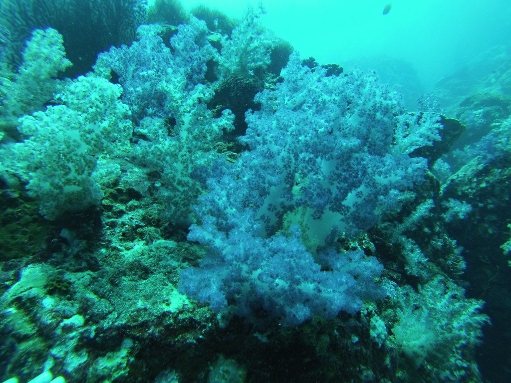 DCIM100GOPRO