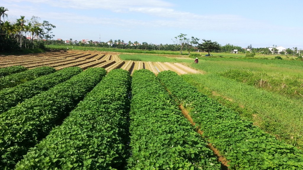 Hoi An - Edge of Town